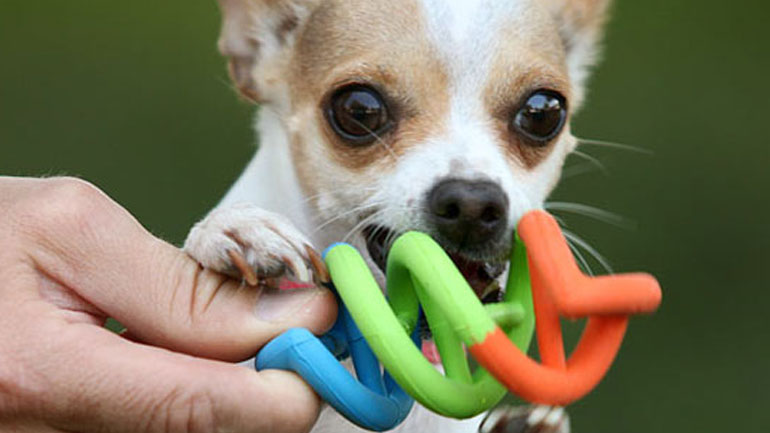 Βρετανία: Με το DNA των σκύλων θα εντοπίζονται οι «αγενείς» ιδιοκτήτες τους